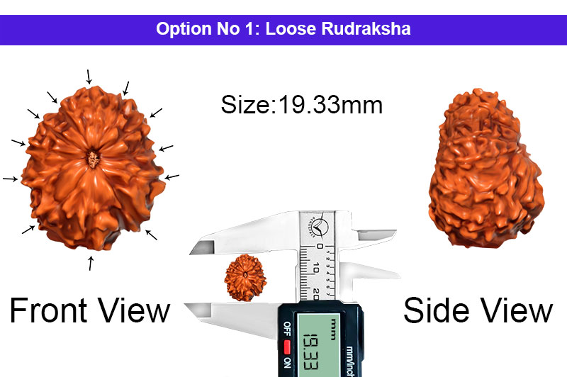 12 Mukhi Indonesian Collector Rudraksha-RD-12-I-58-1