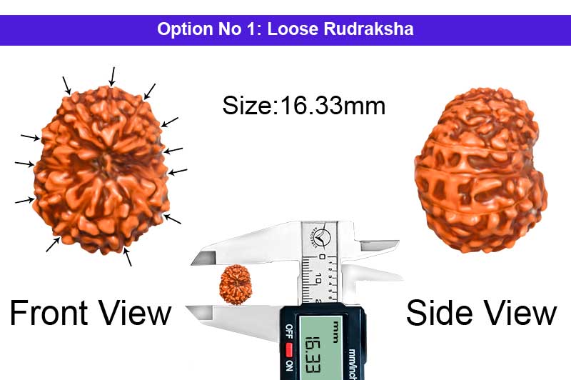 12 Mukhi Indonesian Rudraksha-RD-12-I-60-1