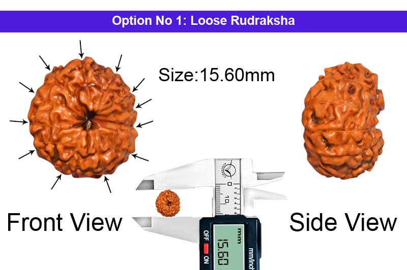 12 Mukhi Indonesian Rudraksha-RD-12-I-62-1