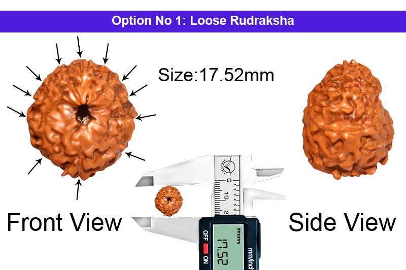 12 Mukhi Indonesian Rudraksha-RD-12-I-65-1