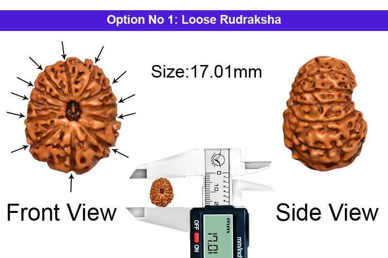 12 Mukhi Indonesian Rudraksha-RD-12-I-66-1