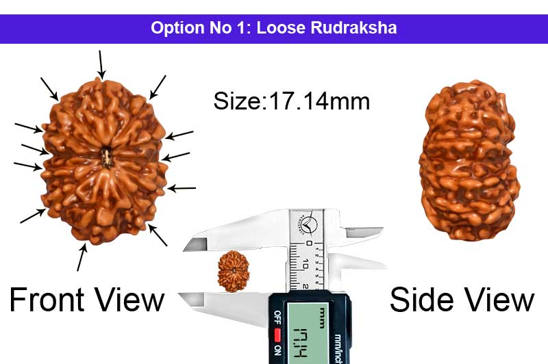 12 Mukhi Indonesian Rudraksha-RD-12-I-68-1