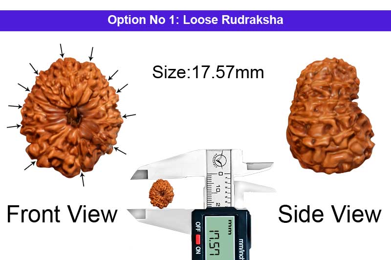 12 Mukhi Indonesian Rudraksha-RD-12-I-69-1