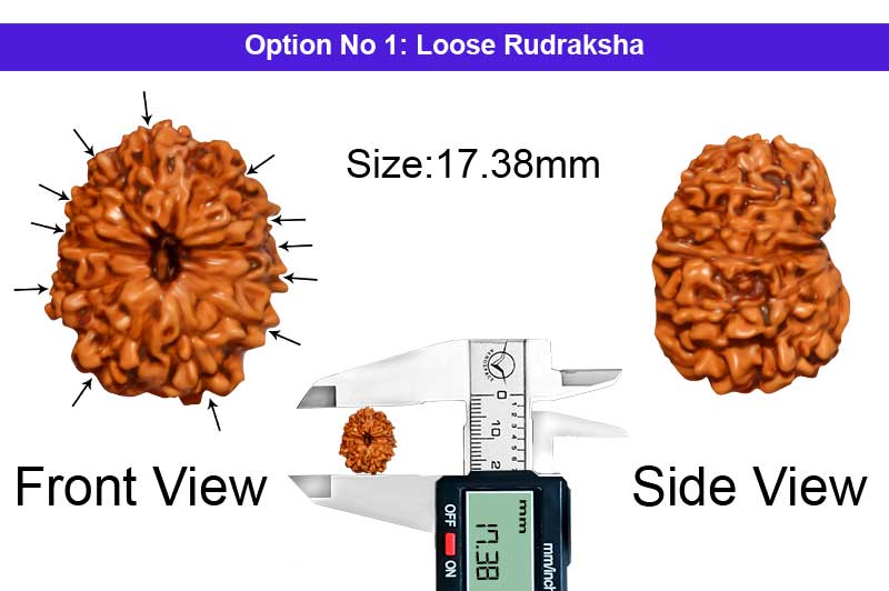 12 Mukhi Indonesian Rudraksha-RD-12-I-70-1