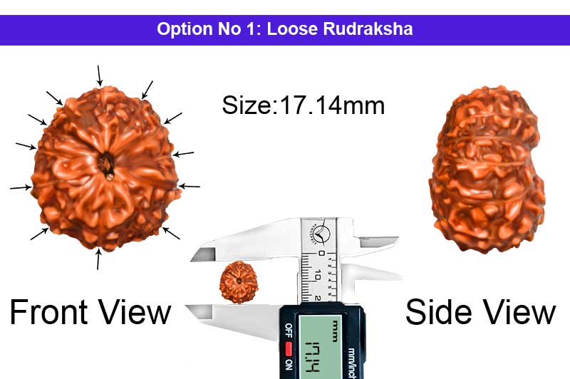 12 Mukhi Indonesian Rudraksha-RD-12-I-71-1