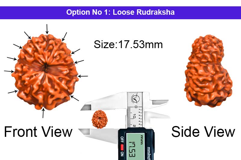 12 Mukhi Indonesian Rudraksha-RD-12-I-72-1