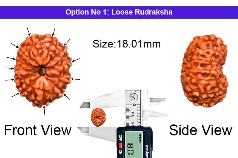 12 Mukhi Indonesian Collector Rudraksha-RD-12-I-80-1