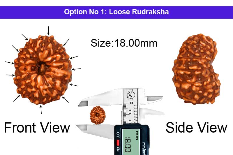12 Mukhi Indonesian Collector Rudraksha-RD-12-I-81-1