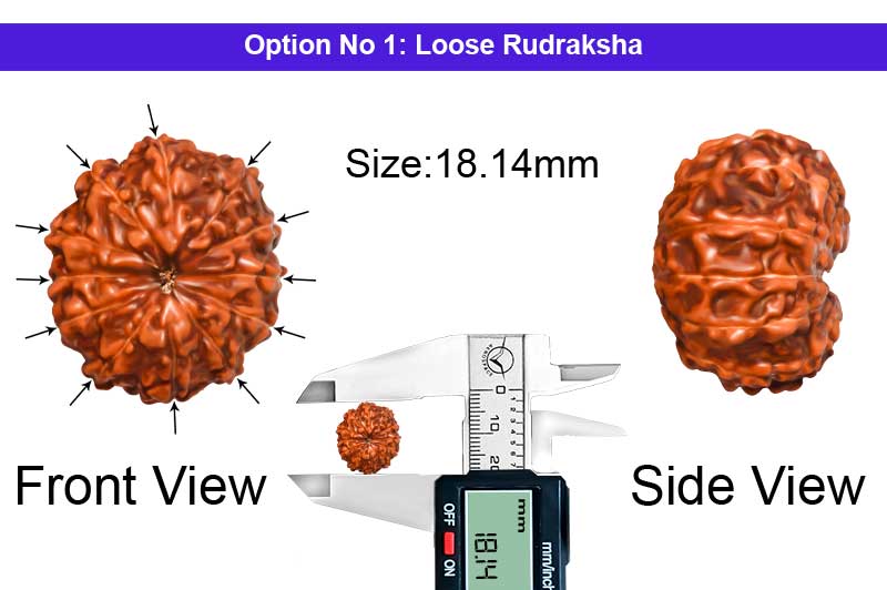 12 Mukhi Indonesian Collector Rudraksha-RD-12-I-83-1