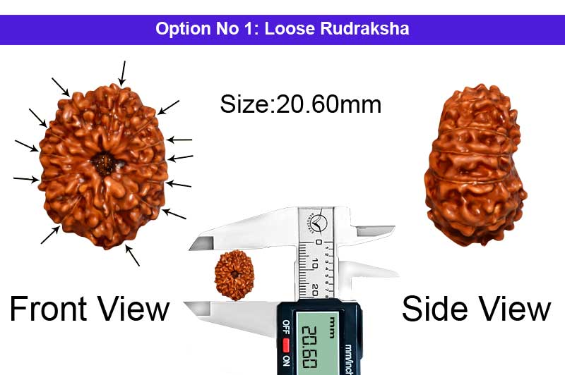 12 Mukhi Indonesian Collector Rudraksha-RD-12-I-85-1