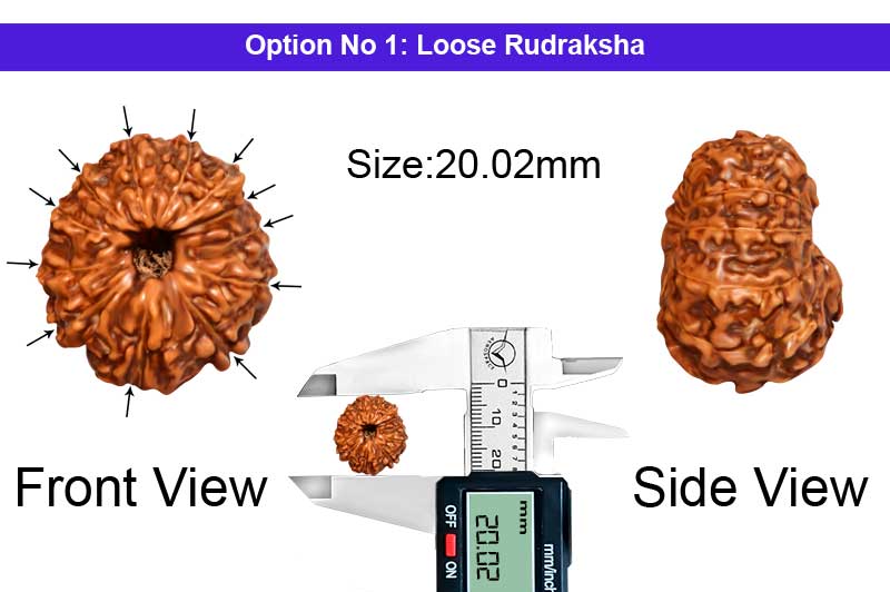 12 Mukhi Indonesian Collector Rudraksha-RD-12-I-86-1