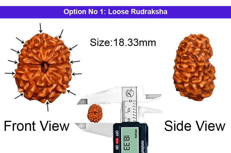 12 Mukhi Indonesian Collector Rudraksha-RD-12-I-88-1