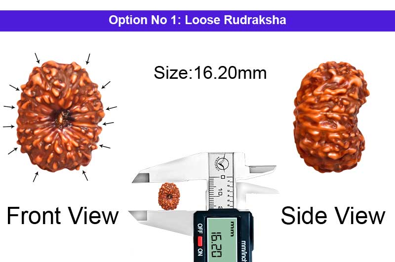 12 Mukhi Indonesian Rudraksha-RD-12-I-90-1