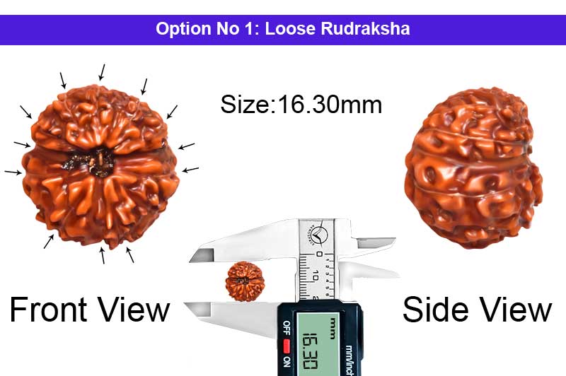 12 Mukhi Indonesian Rudraksha-RD-12-I-91-1