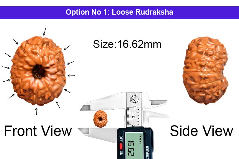 12 Mukhi Indonesian Rudraksha-RD-12-I-92-1