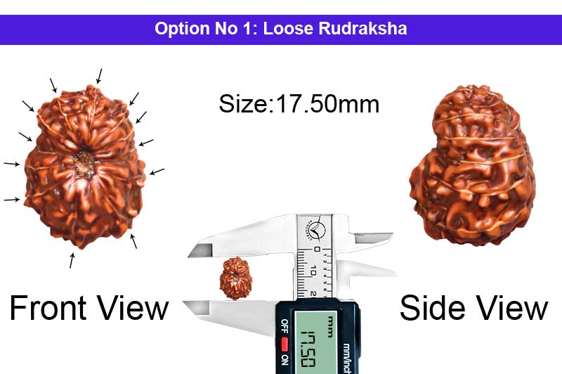 12 Mukhi Indonesian Rudraksha-RD-12-I-93-1