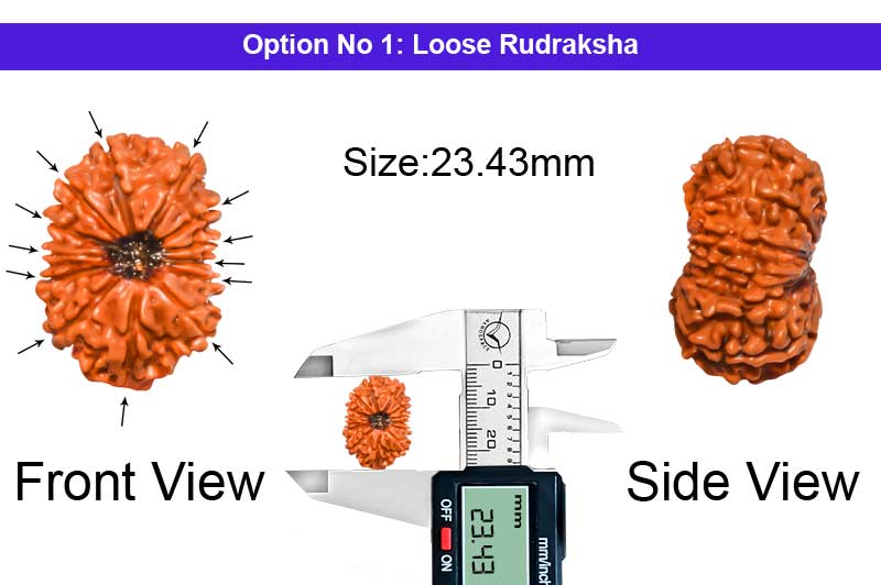 13 Mukhi Nepali Rudraksha-RD-13-A-A-11-1