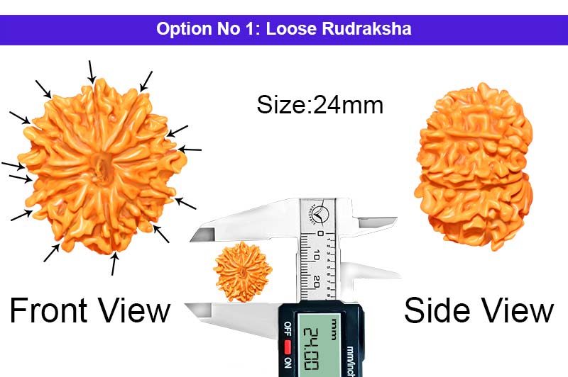 13 Mukhi Nepali Rudraksha-RD-13-A-A-30-1