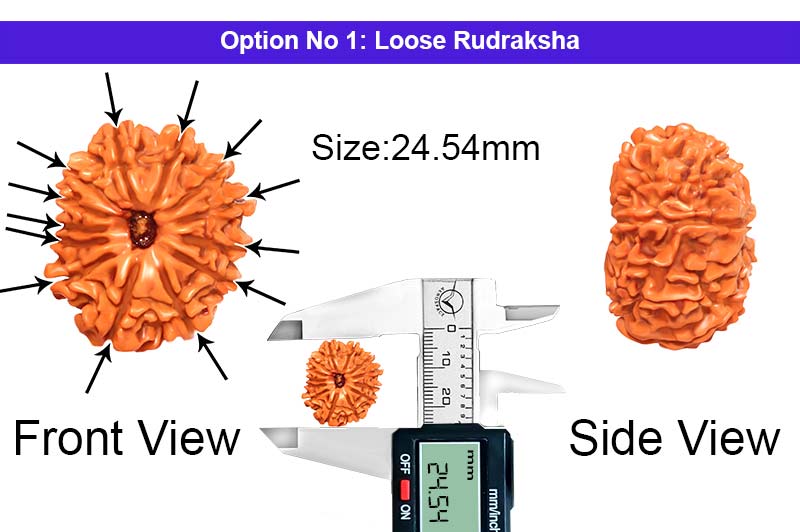 13 Mukhi Nepali Rudraksha-RD-13-A-A-32-1