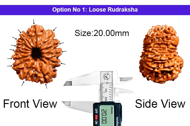 13 Mukhi Nepali Rudraksha-RD-13-A-A-37-1