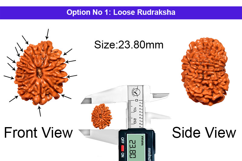 13 Mukhi Nepali Rudraksha-RD-13-A-A-45-1