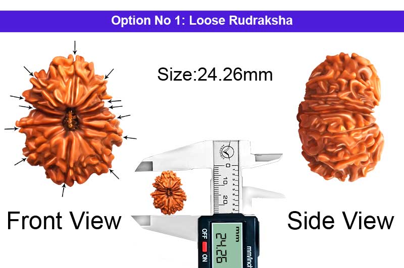 13 Mukhi Nepali Rudraksha-RD-13-A-A-48-1