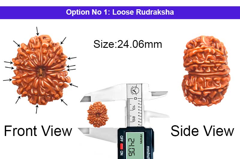 13 Mukhi Nepali Rudraksha-RD-13-A-A-52-1