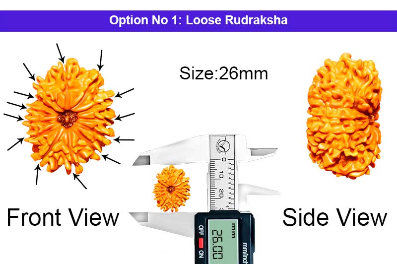 13 Mukhi Nepali Rudraksha-RD-13-A-B-17-1