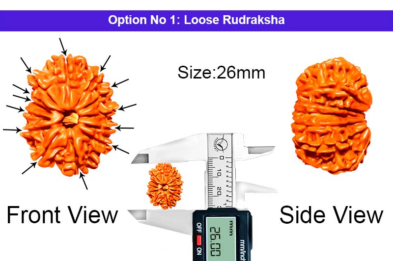 13 Mukhi Nepali Rudraksha-RD-13-A-B-18-1