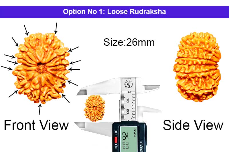 13 Mukhi Nepali Rudraksha-RD-13-A-B-19-1