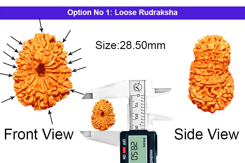 13 Mukhi Nepali Rudraksha-RD-13-A-C-13-1