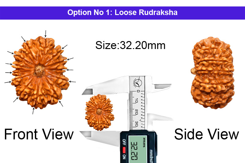 13 Mukhi Super Collector Nepali Rudraksha-RD-13-C-B-09-1