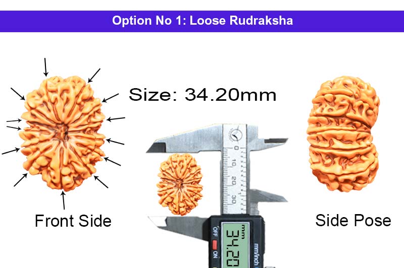 13 Mukhi Collector Nepali Rudraksha-RD-13-C-C-15-1