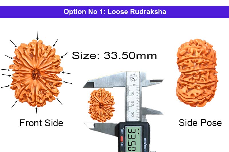 13 Mukhi Collector Nepali Rudraksha-RD-13-C-C-16-1