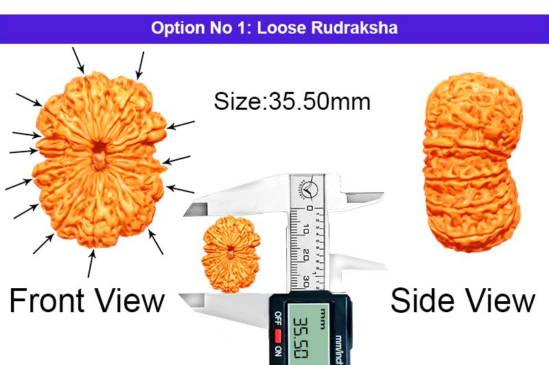 13 Mukhi Collector Nepali Rudraksha-RD-13-C-C-17-1