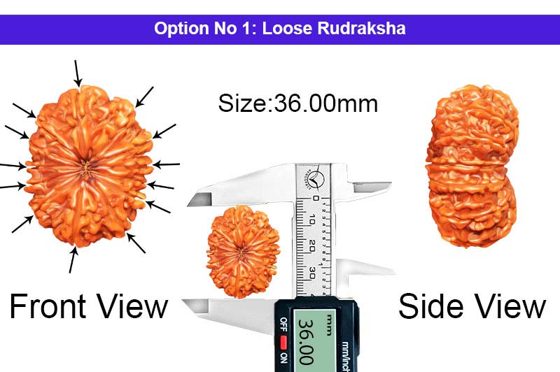 13 Mukhi Collector Nepali Rudraksha-RD-13-C-C-19-1