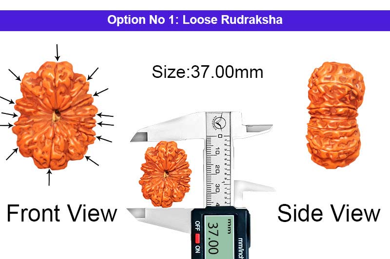 13 Mukhi Collector Nepali Rudraksha-RD-13-C-C-20-1