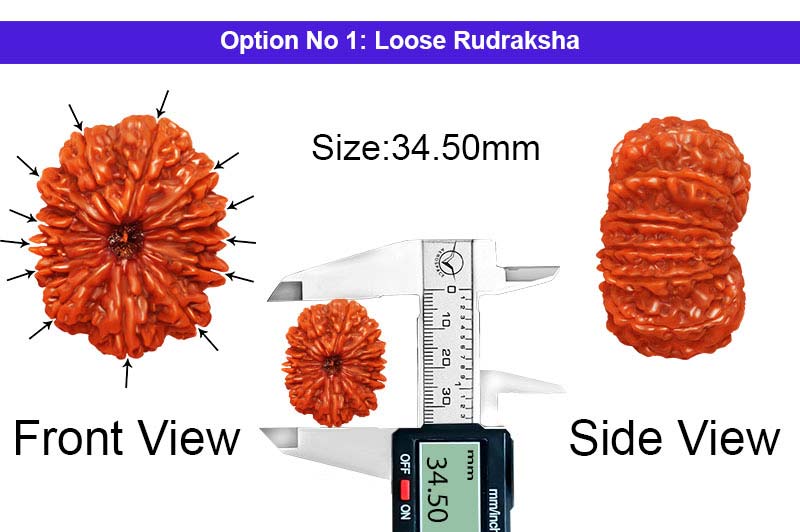 13 Mukhi Collector Nepali Rudraksha-RD-13-C-C-21-1