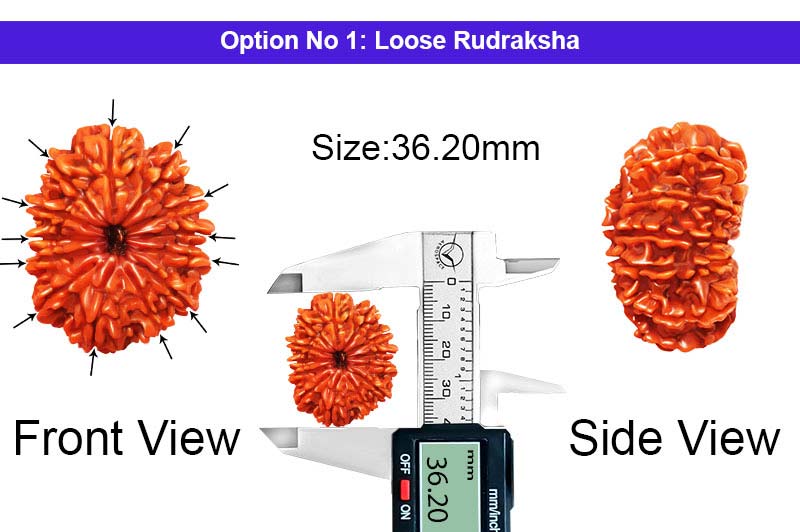 13 Mukhi Collector Nepali Rudraksha-RD-13-C-C-22-1