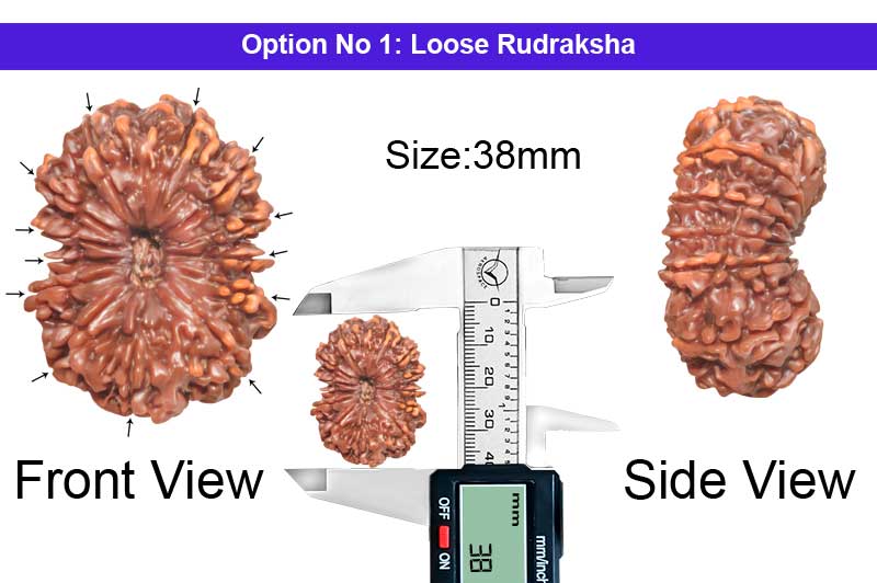 13 Mukhi Collector Nepali Rudraksha-RD-13-C-C-23-1