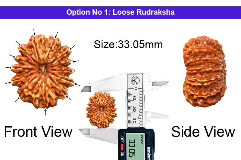 13 Mukhi Collector Nepali Rudraksha-RD-13-C-C-26-1