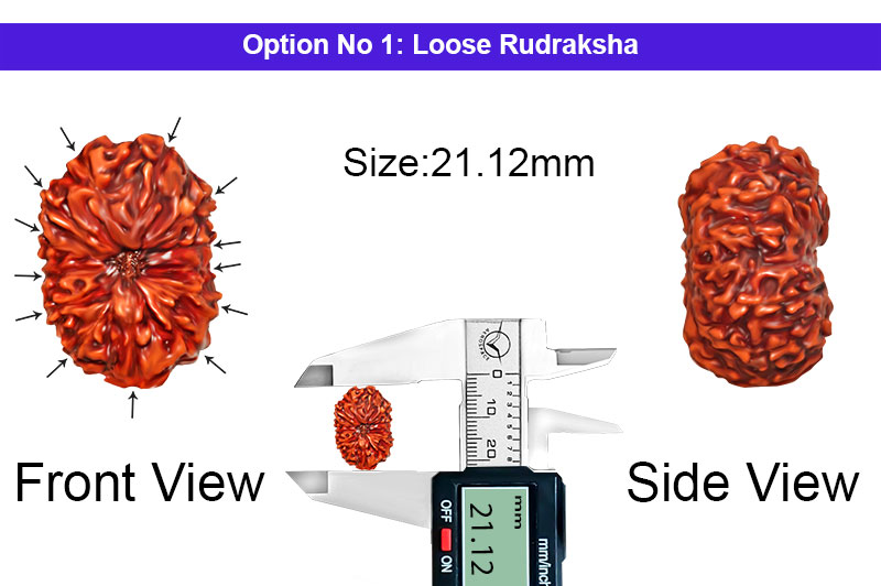 13 Mukhi Indonesian Rudraksha-RD-13-I-60-1