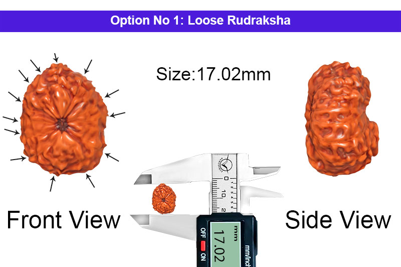 13 Mukhi Indonesian Rudraksha-RD-13-I-61-1