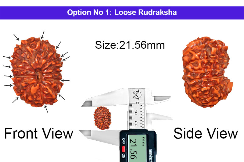 13 Mukhi Indonesian Rudraksha-RD-13-I-63-1