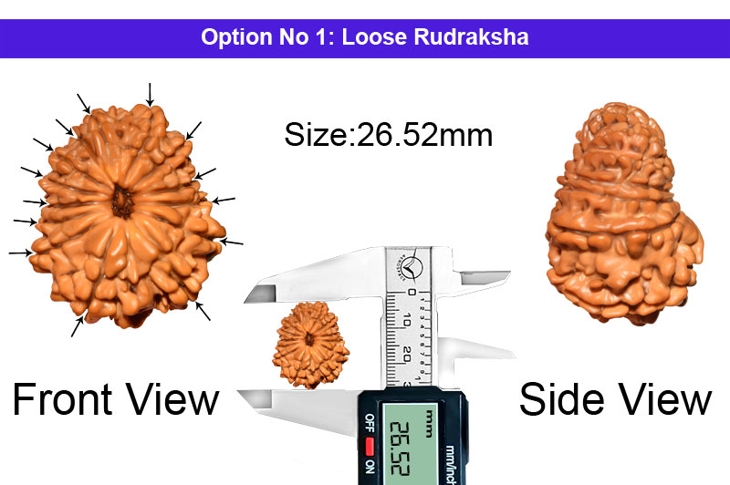 14 Mukhi Large Nepali Rudraksha-RD-14-A-A-21-1