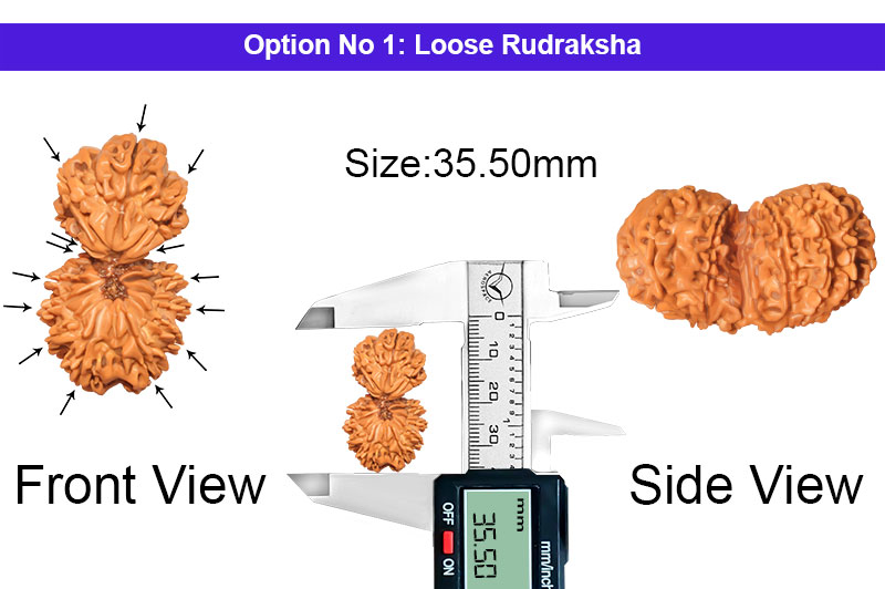 14 Mukhi Gauri Shankar Nepali Rudraksha-RD-14-A-A-31-1