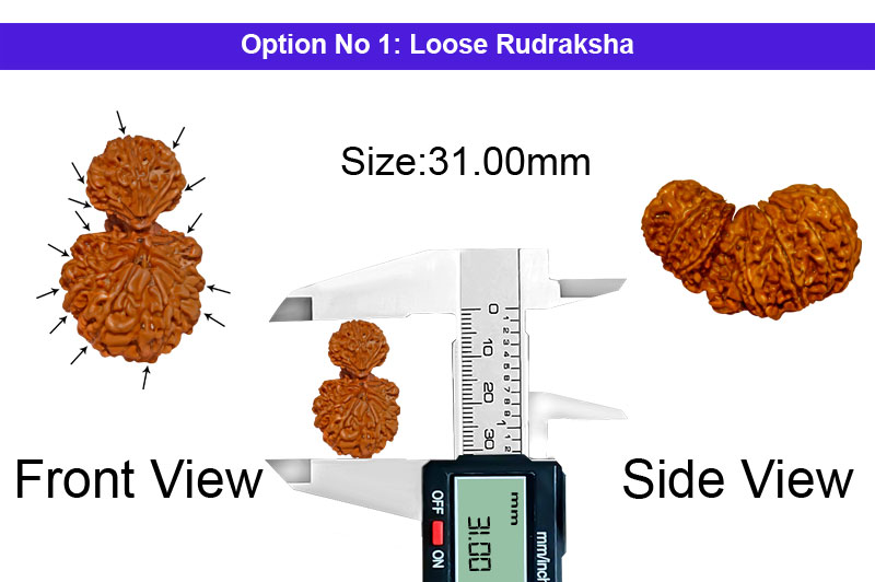 14 Mukhi Gauri Shankar Nepali Rudraksha-RD-14-A-A-40-1