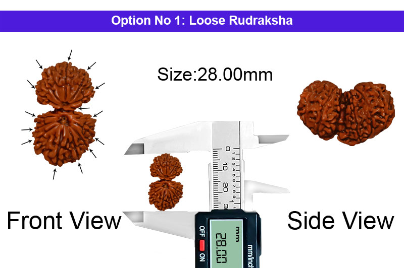 14 Mukhi Gauri Shankar Nepali Rudraksha-RD-14-A-A-43-1