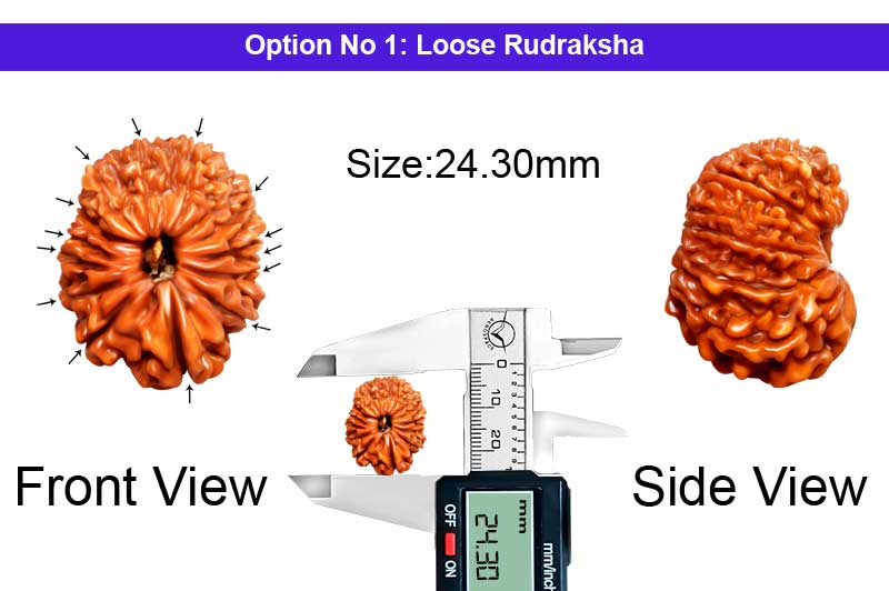 14 Mukhi Nepali Rudraksha-RD-14-A-A-45-1