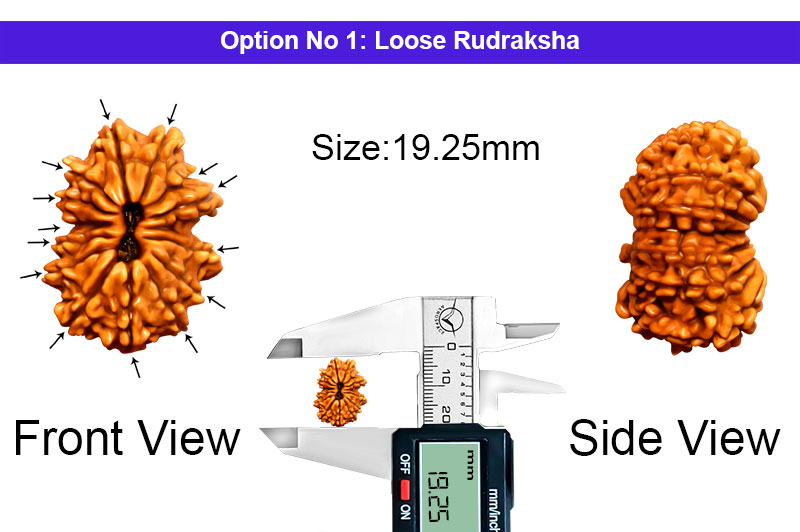 14 Mukhi Nepali Rudraksha-RD-14-A-A-52-1